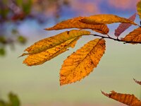 Chestnut leafs during autumn  Chestnut leafs during autumn : Castanea, art, atmosphere, autumn, autumnal, background, beautiful, blue, branch, bright, bush, change, chestnut, close, closeup, color, colorful, concept, copy space, design, element, environment, fall, foliage, forest, green, landscape, leaf, leaves, light, lush, mood, natural, nature, orange, outdoor, park, pattern, plant, red, sativa, scene, season, seasonal, shallow, tree, up, vibrant, woods, yellow