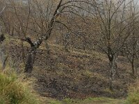 Castanea sativa 19, Tamme kastanje, Saxifraga-Willem van Kruijsbergen