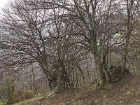 Castanea sativa 20, Tamme kastanje, Saxifraga-Willem van Kruijsbergen