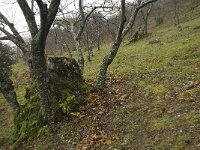 Castanea sativa 21, Tamme kastanje, Saxifraga-Willem van Kruijsbergen