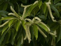 Castanea sativa 22, Tamme kastanje, Saxifraga-Jan van der Straaten