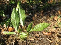 Castanea sativa 24, Tamme kastanje, Saxifraga-Rutger Barendse