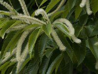 Castanea sativa 25, Tamme kastanje, Saxifraga-Willem van Kruijsbergen