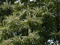 Castanea sativa 26, Tamme kastanje, Saxifraga-Willem van Kruijsbergen