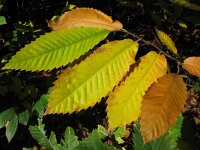 Castanea sativa 27, Tamme kastanje, Saxifraga-Harry van Oosterhout