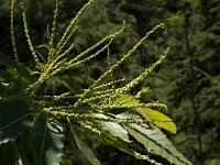 Castanea sativa 28, Tamme kastanje, Saxifraga-Jan van der Straaten