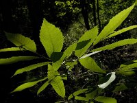 Castanea sativa 29, Tamme kastanje, Saxifraga-Jan van der Straaten