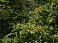 Castanea sativa 30, Tamme kastanje, Saxifraga-Jan van der Straaten