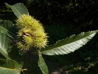 Castanea sativa 31, Tamme kastanje, Saxifraga-Jan van der Straaten