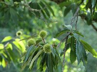 Castanea sativa 32, Tamme kastanje, Saxifraga-Dirk Hilbers