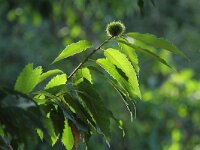 Castanea sativa 33, Tamme kastanje, Saxifraga-Dirk Hilbers