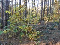 Castanea sativa 34, Tamme kastanje, Saxifraga-Rutger Barendse