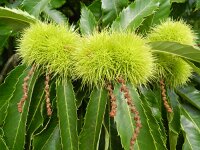 Castanea sativa 35, Tamme kastanje, Saxifraga-Rutger Barendse