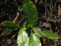 Castanea sativa 36, Tamme kastanje, Saxifraga-Rutger Barendse