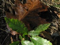 Castanea sativa 38, Tamme kastanje, Saxifraga-Rutger Barendse