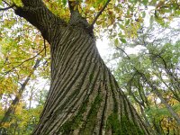 Castanea sativa 39, Tamme kastanje, Saxifraga-Rutger Barendse