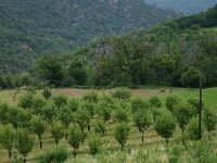 Castanea sativa 4, Tamme kastanje, Saxifraga-Dirk Hilbers