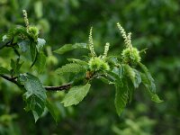 Castanea sativa 40, Tamme kastanje, Saxifraga-Dirk Hilbers