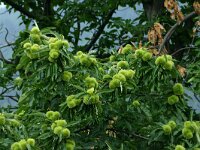 Castanea sativa 42, Tamme kastanje, Saxifraga-Dirk Hilbers