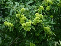 Castanea sativa 43, Tamme kastanje, Saxifraga-Dirk Hilbers