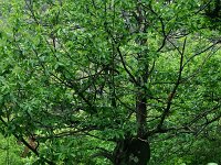 Castanea sativa 44, Tamme kastanje, Saxifraga-Dirk Hilbers