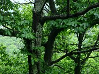 Castanea sativa 45, Tamme kastanje, Saxifraga-Dirk Hilbers