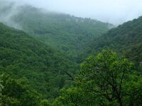 Castanea sativa 46, Tamme kastanje, Saxifraga-Dirk Hilbers