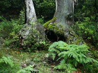 Castanea sativa 47, Tamme kastanje, Saxifraga-Dirk Hilbers