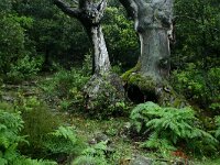 Castanea sativa 48, Tamme kastanje, Saxifraga-Dirk Hilbers