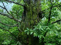 Castanea sativa 49, Tamme kastanje, Saxifraga-Dirk Hilbers