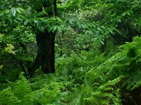 Castanea sativa 50, Tamme kastanje, Saxifraga-Dirk Hilbers