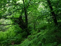 Castanea sativa 51, Tamme kastanje, Saxifraga-Dirk Hilbers