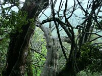 Castanea sativa 53, Tamme kastanje, Saxifraga-Dirk Hilbers