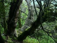 Castanea sativa 54, Tamme kastanje, Saxifraga-Dirk Hilbers
