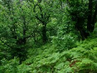 Castanea sativa 56, Tamme kastanje, Saxifraga-Dirk Hilbers