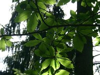 Castanea sativa 57, Tamme kastanje, Saxifraga-Dirk Hilbers