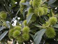 Fruits of Sweet chestnut (Castanea sativa)  Fruits of Sweet chestnut (Castanea sativa) : fruit, fruits, flora, floral, nature, natural, growth, fall, autumn, autumnal, beauty in nature, outside, outdoor, nobody, no people, sweet chestnut, chestnut, Castana sativa, tree, leaf, leaves, green, many, prickly, spiny, sharp, edible, food, branch