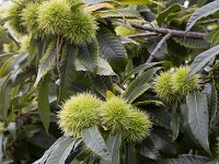 Fruits of Sweet chestnut (Castanea sativa)  Fruits of Sweet chestnut (Castanea sativa) : fruit, fruits, flora, floral, nature, natural, growth, fall, autumn, autumnal, beauty in nature, outside, outdoor, nobody, no people, sweet chestnut, chestnut, Castana sativa, tree, leaf, leaves, green, many, prickly, spiny, sharp, edible, food, branch