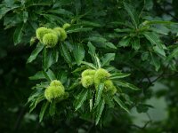 Castanea sativa 6, Tamme kastanje, Saxifraga-Dirk Hilbers