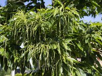 Sweet chestnut (Castanea sativa), strings with tiny flowers  Sweet chestnut (Castanea sativa), strings with tiny flowers : flower, flora, floral, nature, natural, growth, spring, springtime, beauty in nature, outside, outdoor, nobody, no people, in flower, flowering, in bloom, sweet chestnut, chestnut, Castana sativa, tree, leaf, leaves, string, strings, blossom, blossoming, green, many