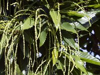 Sweet chestnut (Castanea sativa), strings with tiny flowers  Sweet chestnut (Castanea sativa), strings with tiny flowers : flower, flora, floral, nature, natural, growth, spring, springtime, beauty in nature, outside, outdoor, nobody, no people, in flower, flowering, in bloom, sweet chestnut, chestnut, Castana sativa, tree, leaf, leaves, string, strings, blossom, blossoming, green, many