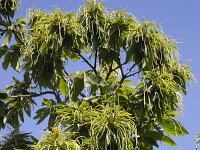 Sweet chestnut (Castanea sativa), strings with tiny flowers  Sweet chestnut (Castanea sativa), strings with tiny flowers : flower, flora, floral, nature, natural, growth, spring, springtime, beauty in nature, outside, outdoor, nobody, no people, in flower, flowering, in bloom, sweet chestnut, chestnut, Castana sativa, tree, leaf, leaves, string, strings, blossom, blossoming, green, many