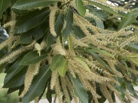 Castanea sativa 63, Tamme kastanje, Saxifraga-Willem van Kruijsbergen