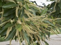 Castanea sativa 64, Tamme kastanje, Saxifraga-Willem van Kruijsbergen