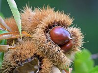 Castanea sativa 66, Tamme kastanje, Saxifraga-Tom Heijnen