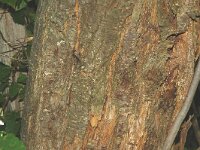 Castanea sativa 7, Tamme kastanje, Saxifraga-Jan van der Straaten