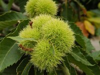 Castanea sativa 8, Tamme kastanje, Saxifraga-Jan van der Straaten