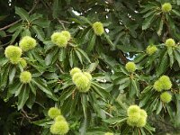 Castanea sativa 9, Tamme kastanje, Saxifraga-Jan van der Straaten