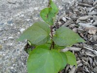 Catalpa bignonioides 4, Trompetboom, Saxifraga-Rutger Barendse