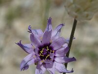 Catananche caerulea 5, Saxifraga-Jan van der Straaten
